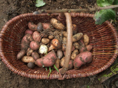 Kartoffelernte im Korb