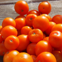 Coras Tomate Ernte 2021 Saatgut 1 20210910 CLeroy2021
