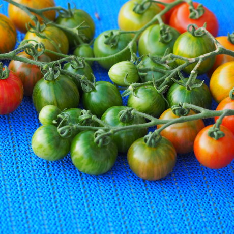 Tomaten vorzeitig geerntet gegen Faeule 2021 210805